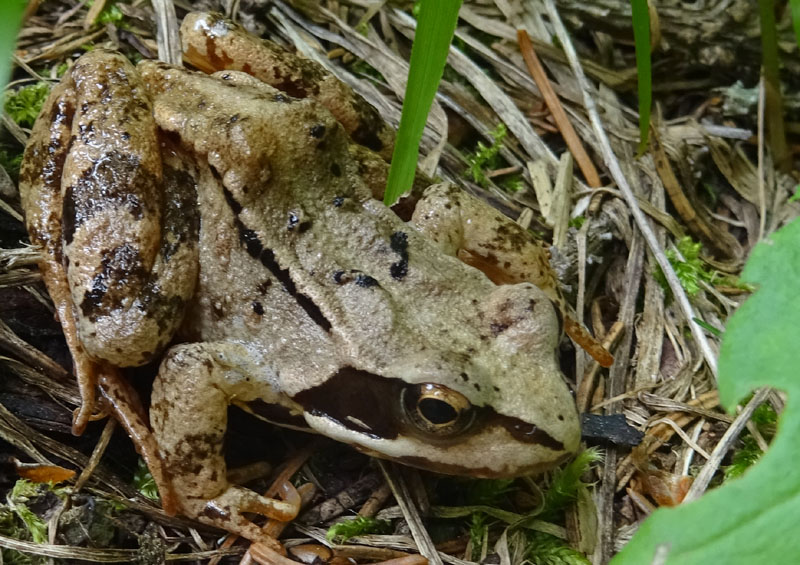 Rana temporaria (Brez-TN)